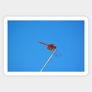 Dance of the Red-Veined Dropwing Dragonfly Sticker